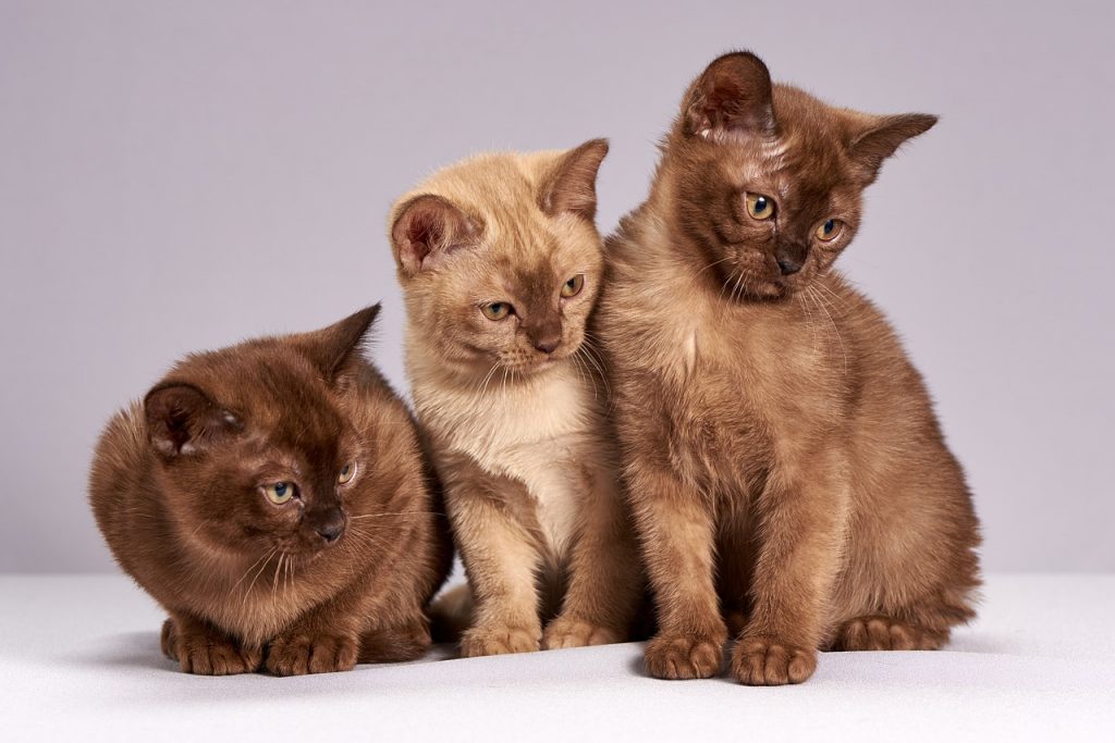 adoptar animales