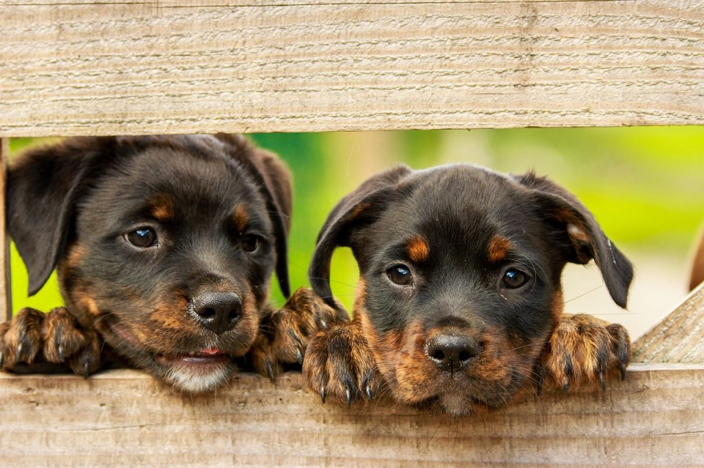 adoptar animales